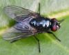 Eudasyphora cyanicolor